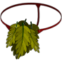 String Automnal du Chêne Mou