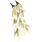 Kwape du Vent